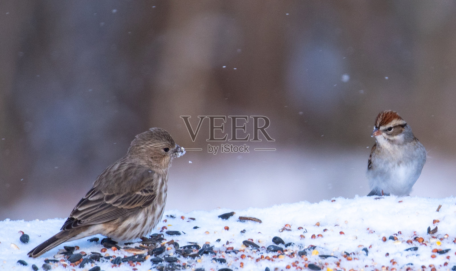 后院的鸟照片摄影图片