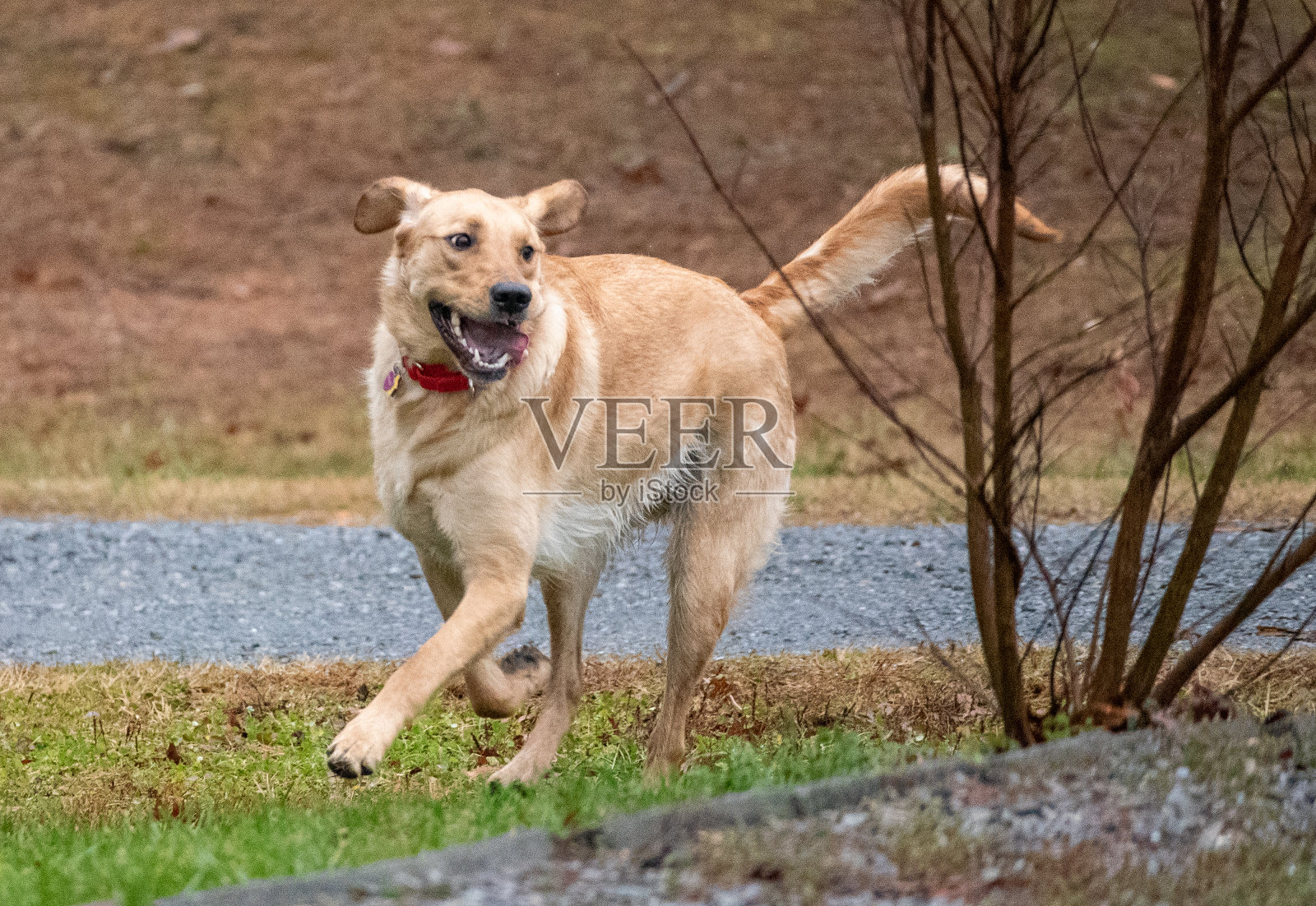 狗是人类最好的朋友照片摄影图片