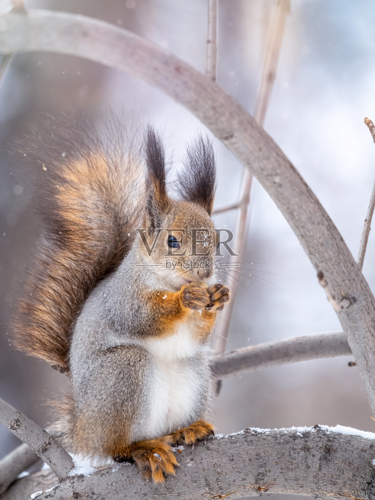冬天或深秋，长着坚果的松鼠会坐在树上。照片摄影图片