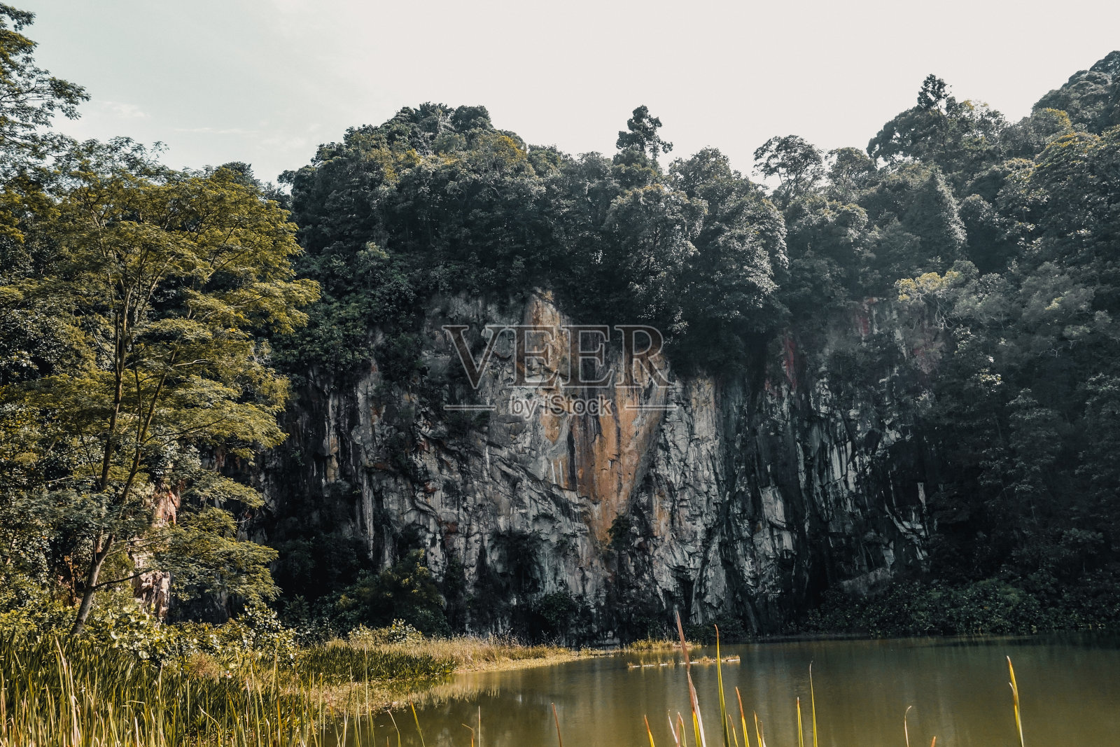 森林绿照片摄影图片