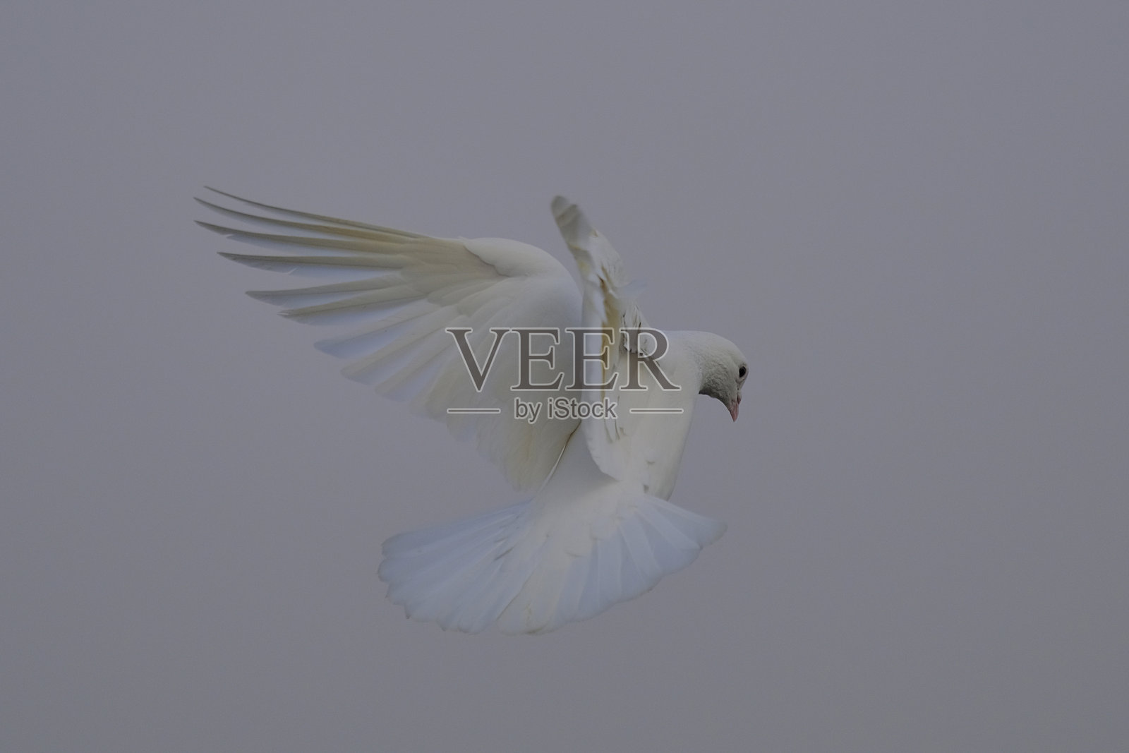 白色的鸽子照片摄影图片