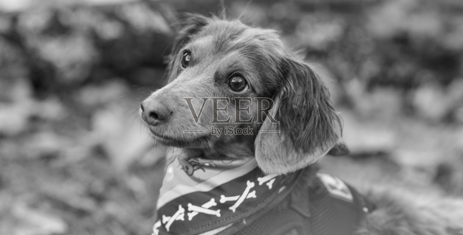 肖像的小狗照片摄影图片