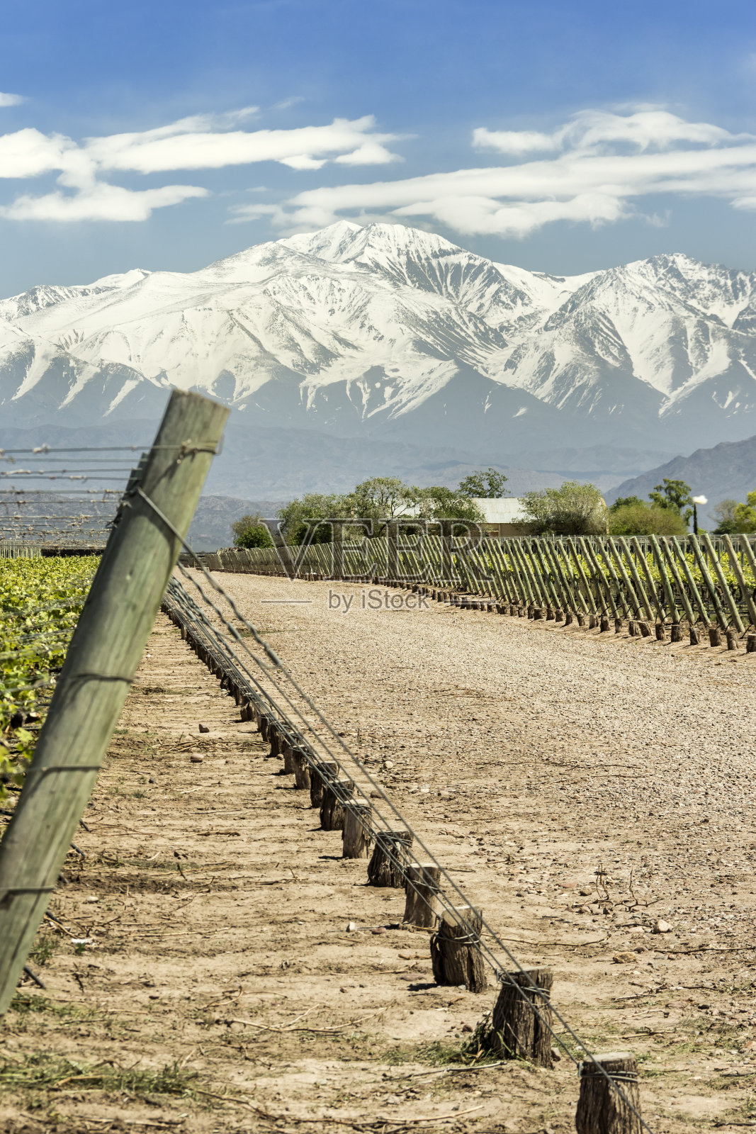 阿根廷门多萨葡萄酒产区的Lujan de Cuyo葡萄园。照片摄影图片