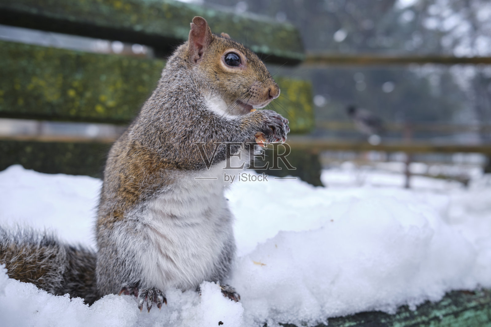 公园里的松鼠照片摄影图片