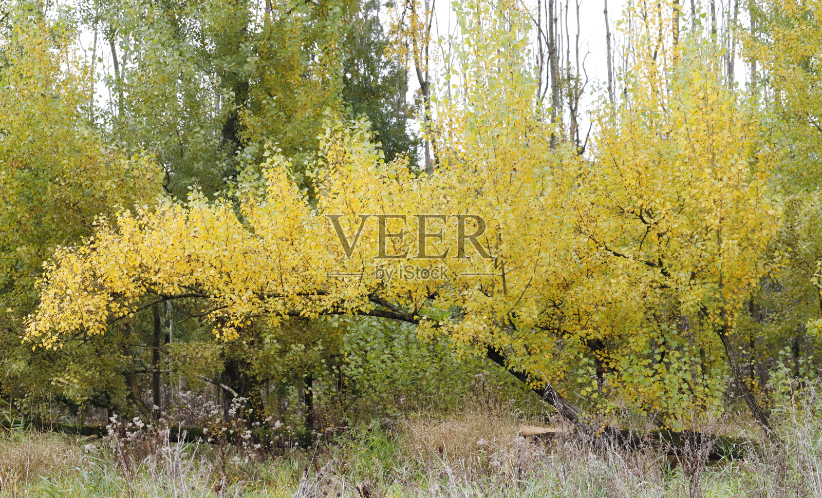 秋天的颜色 - Hulkesteinse Bos（荷兰）照片摄影图片