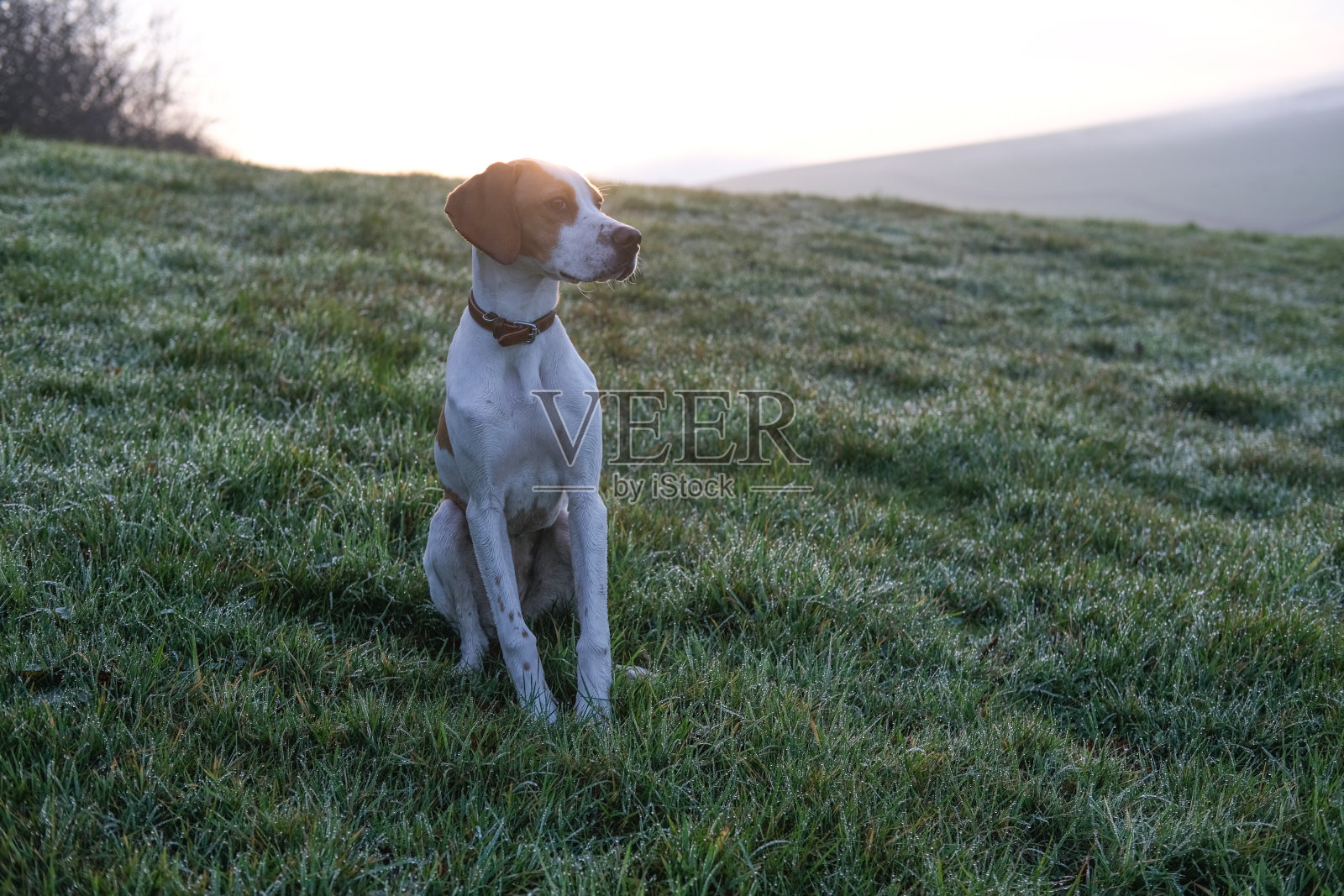 田野里的小猎狗照片摄影图片