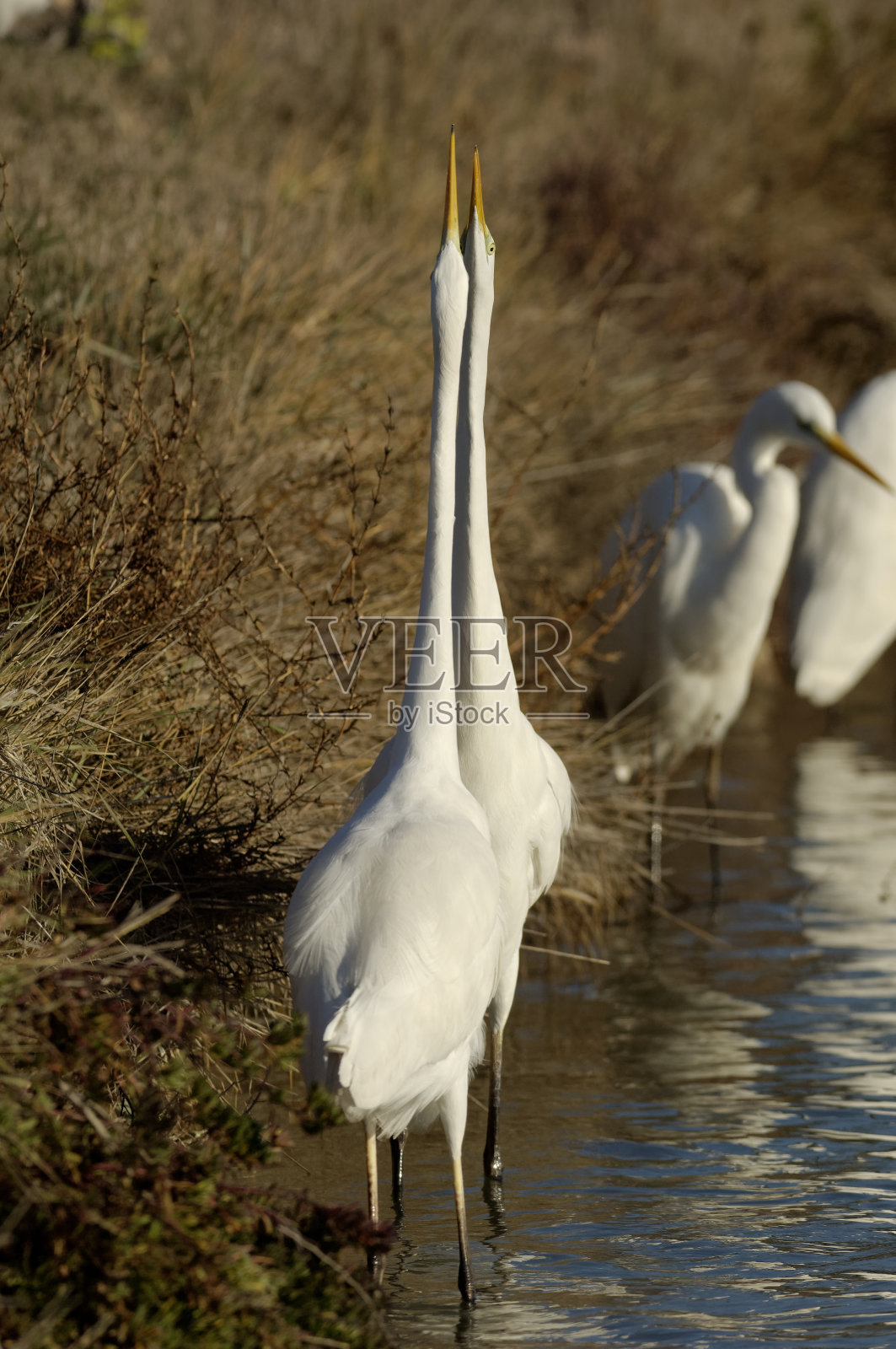 大白鹭争夺钓鱼地点照片摄影图片