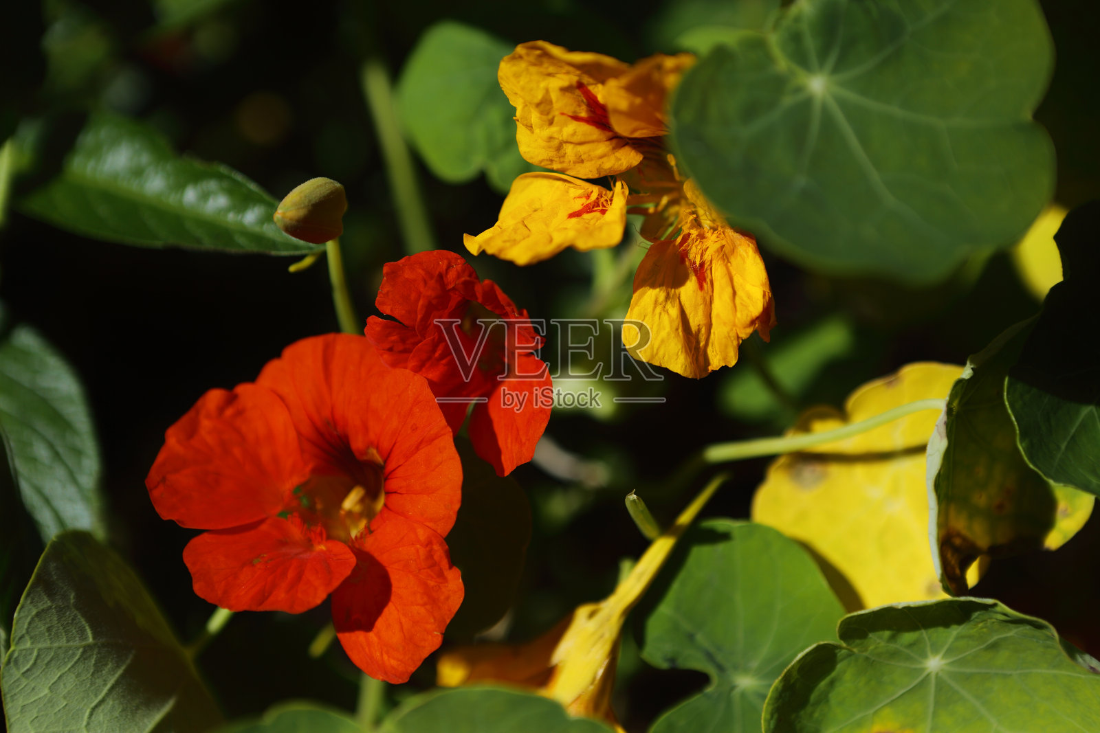 旱金莲花拷贝空间叶美自然特写照片摄影图片