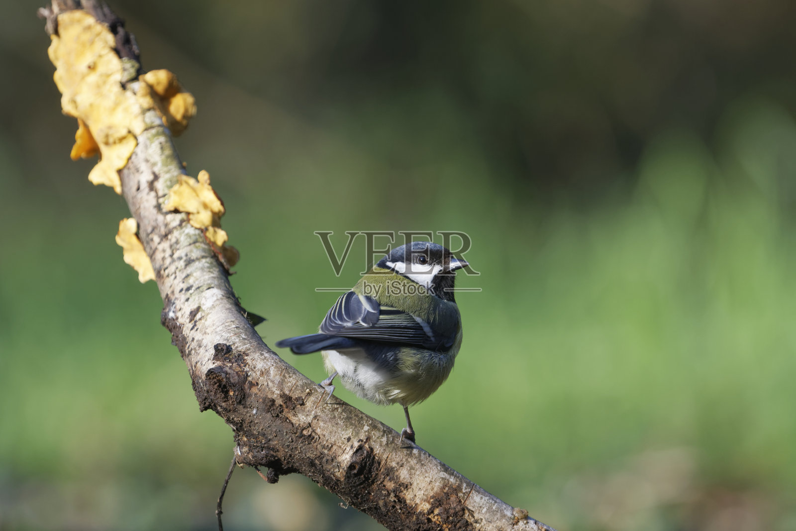 大山雀(大山雀)照片摄影图片