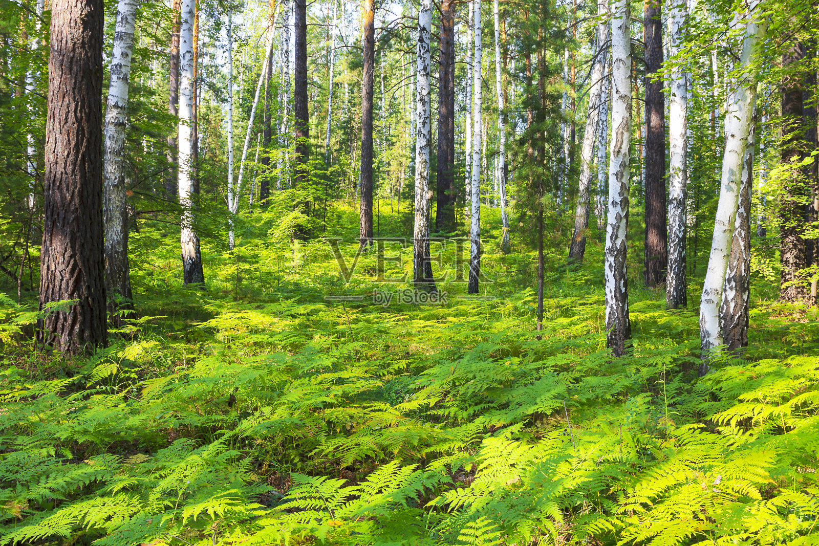 阳光下的森林照片摄影图片