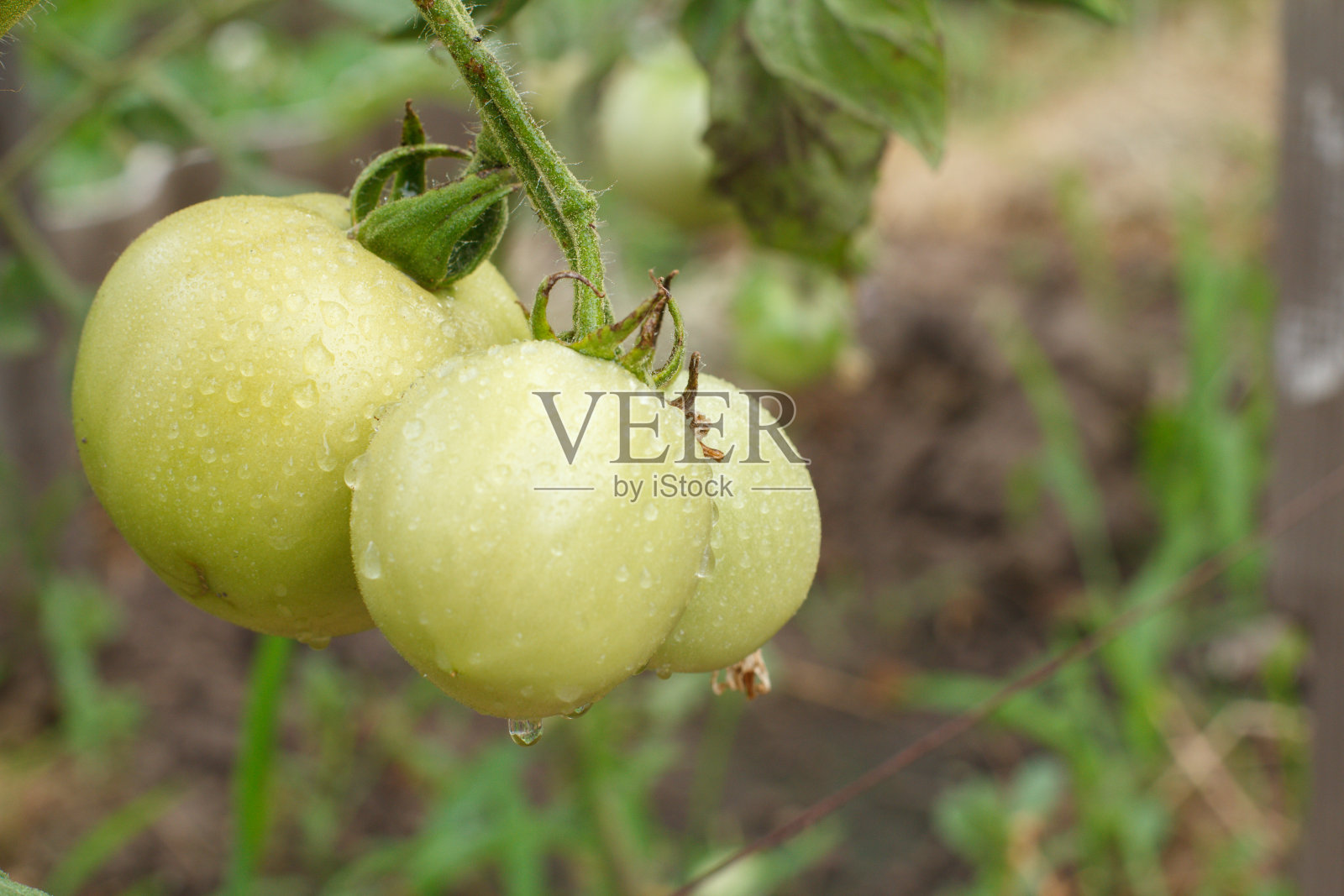 花园里灌木上生长着未成熟的绿色番茄。照片摄影图片