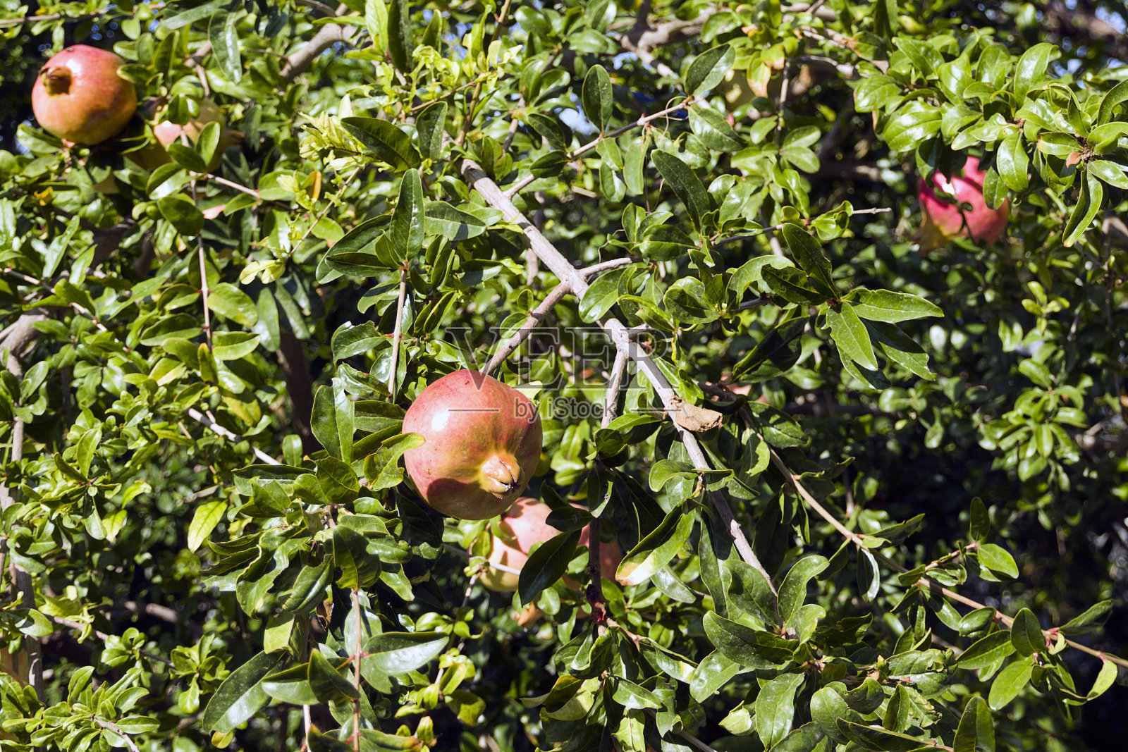 石榴树，枝头结满了成熟的五颜六色的果实。(石榴)拍摄于希腊照片摄影图片