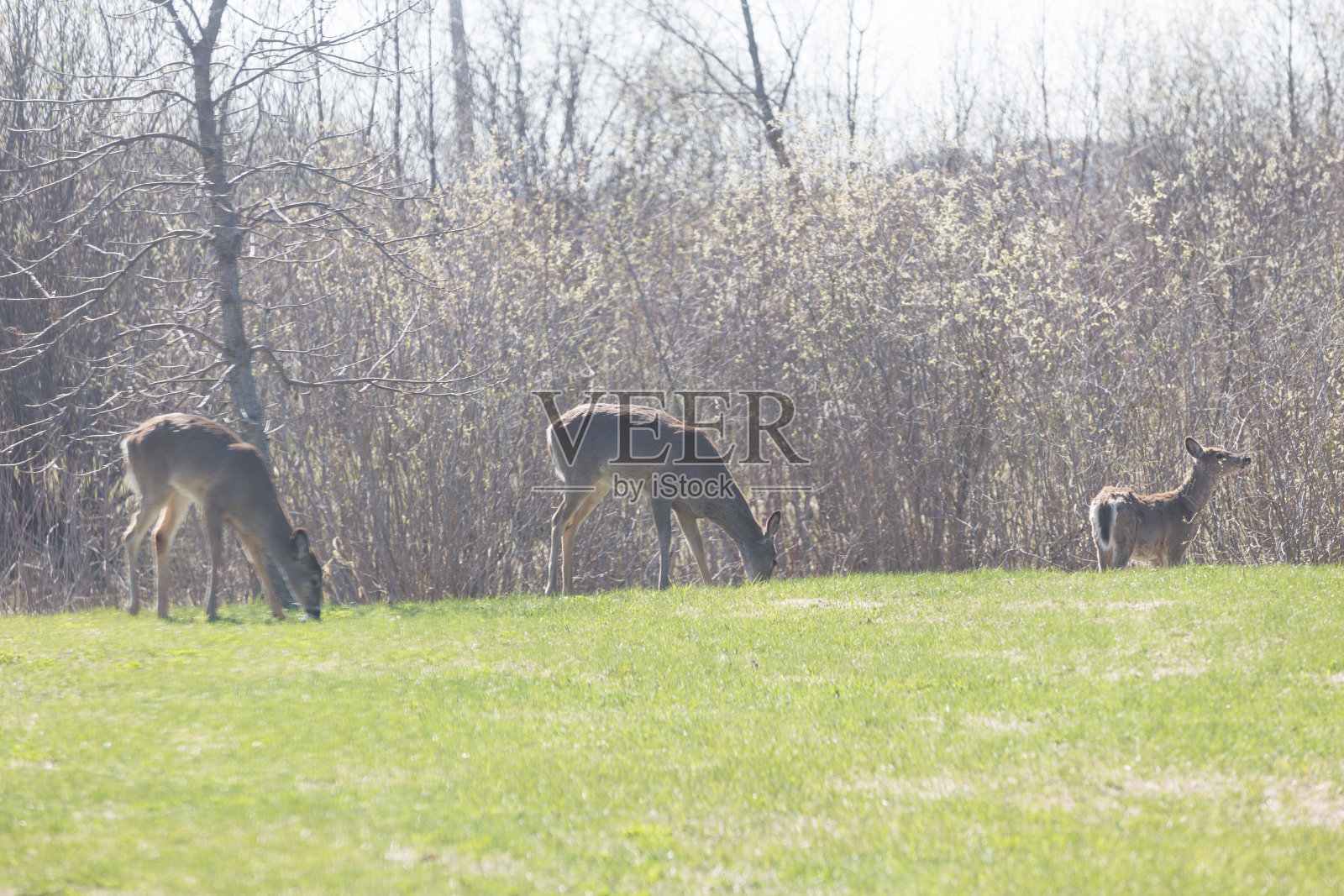 白尾鹿照片摄影图片