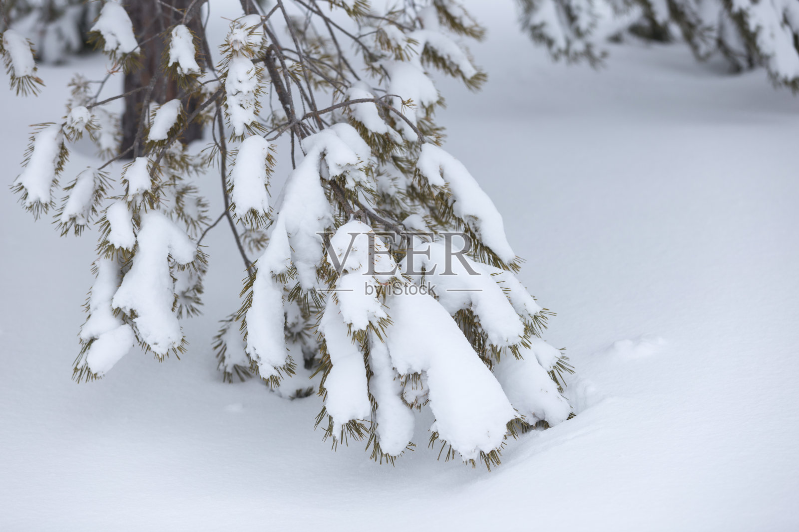 白雪覆盖的松树枝照片摄影图片