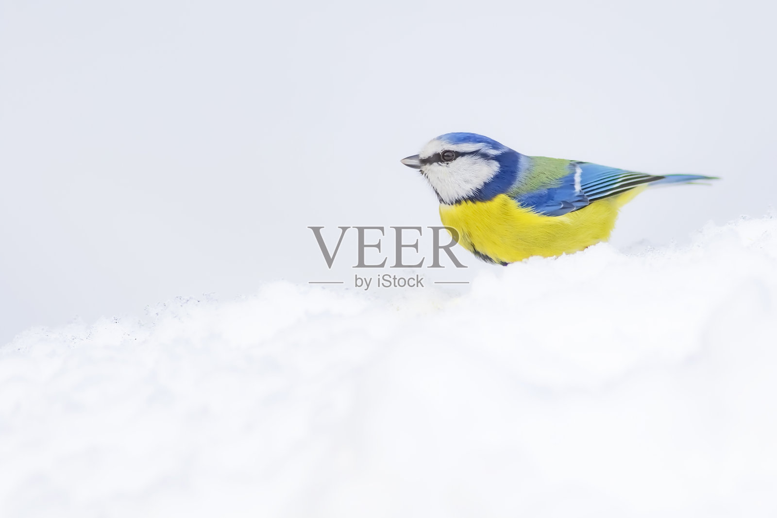 可爱的小鸟和冬天。白雪的背景。鸟:欧亚蓝山雀。照片摄影图片