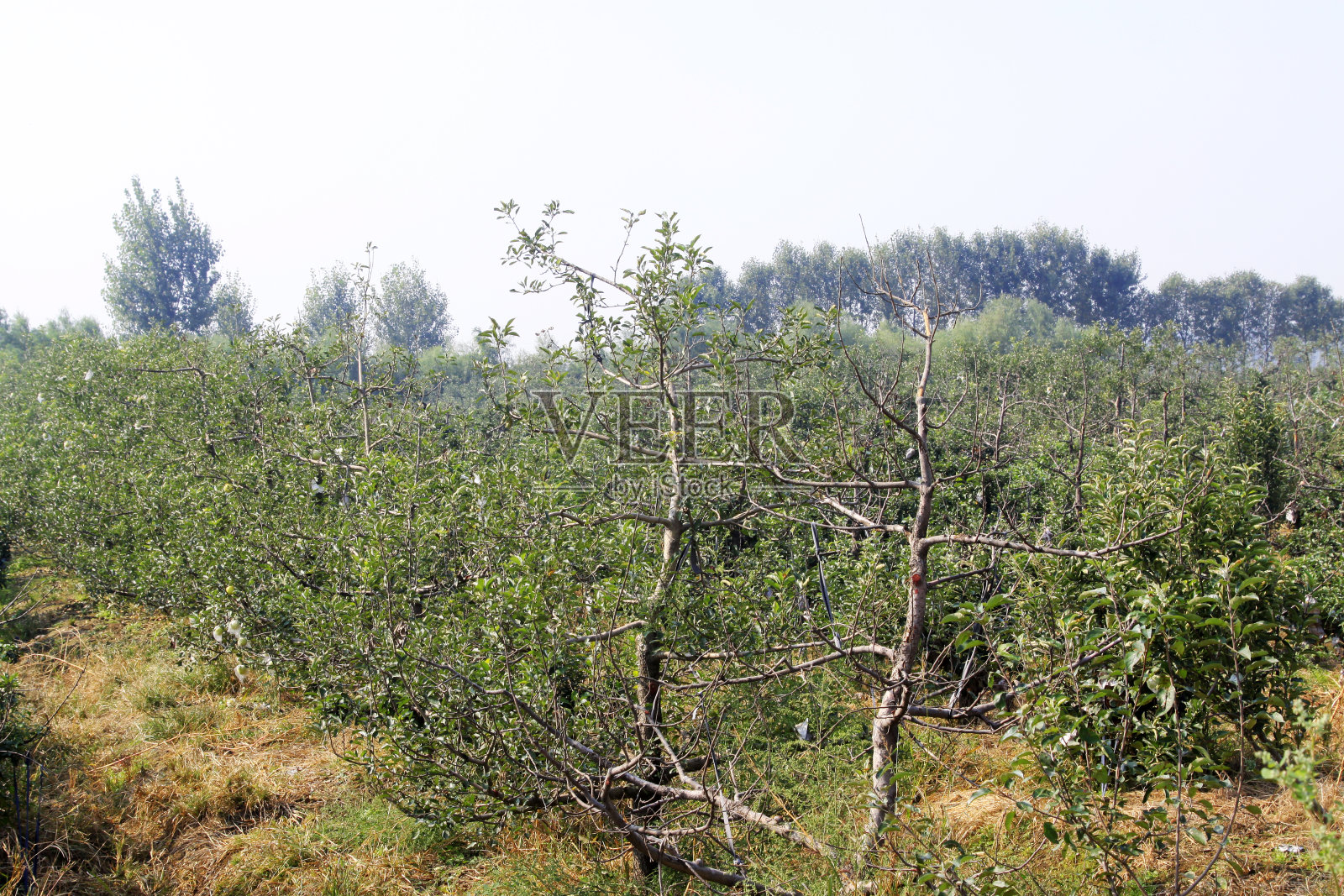 秋天的果园里，梨花丰收的景象照片摄影图片