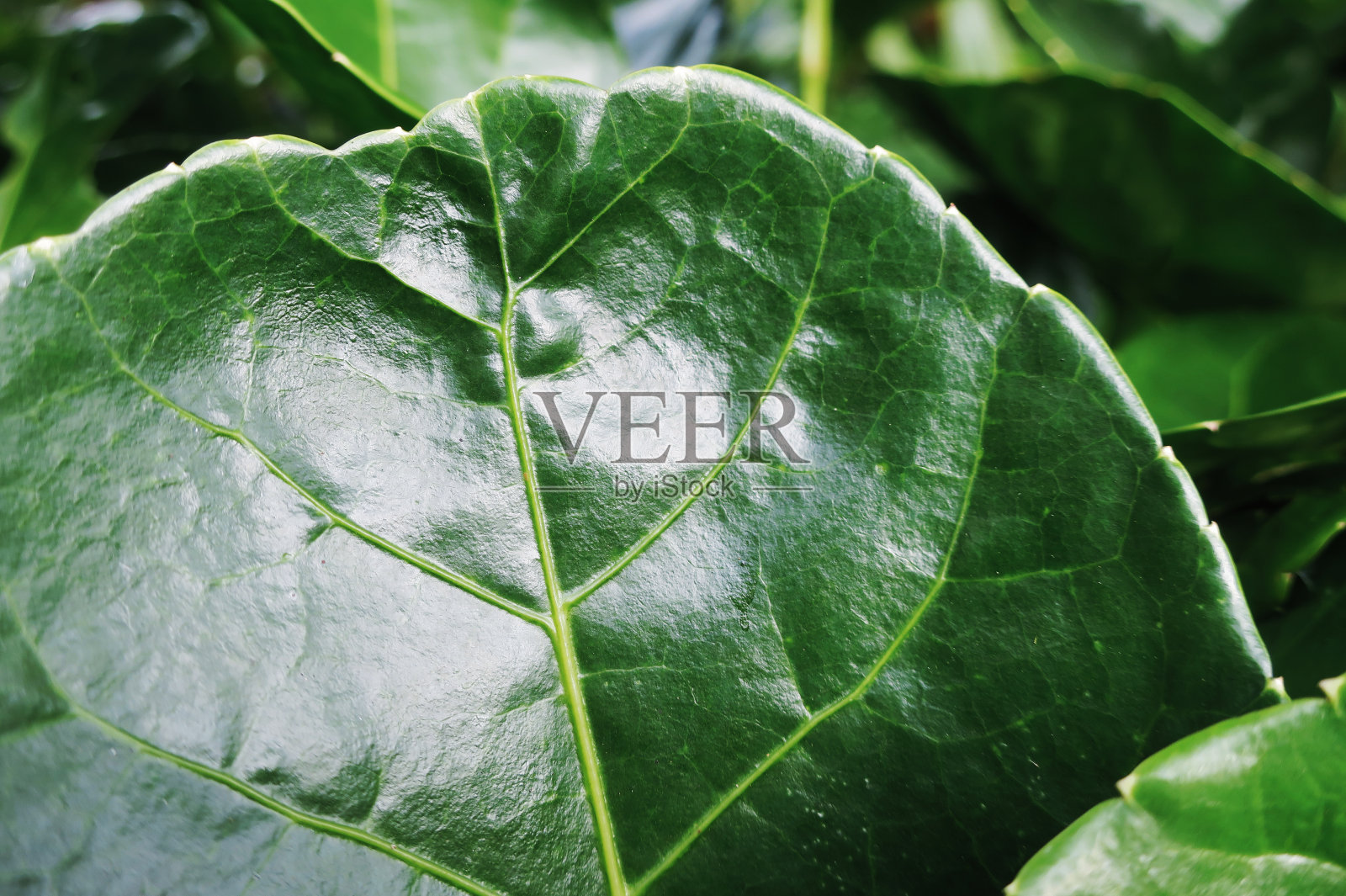 绿色植物叶蜡照片摄影图片