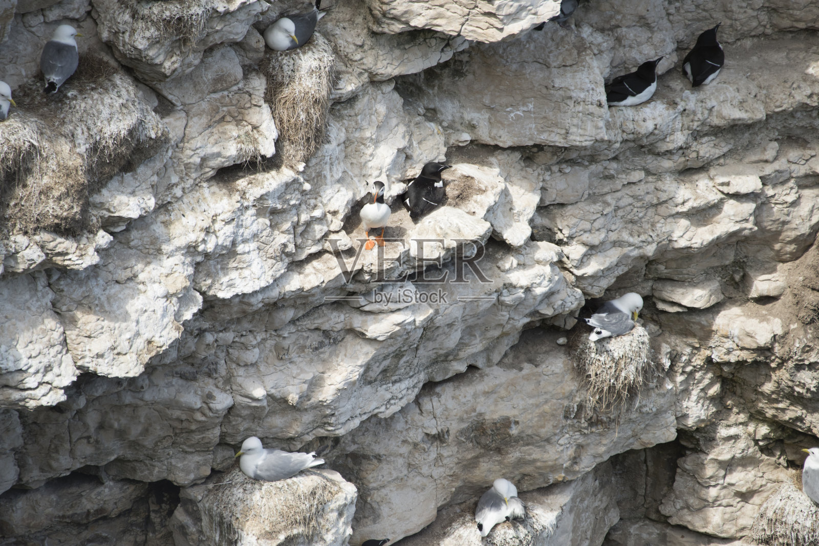 约克郡Flamborough悬崖上的海鸟聚集地照片摄影图片