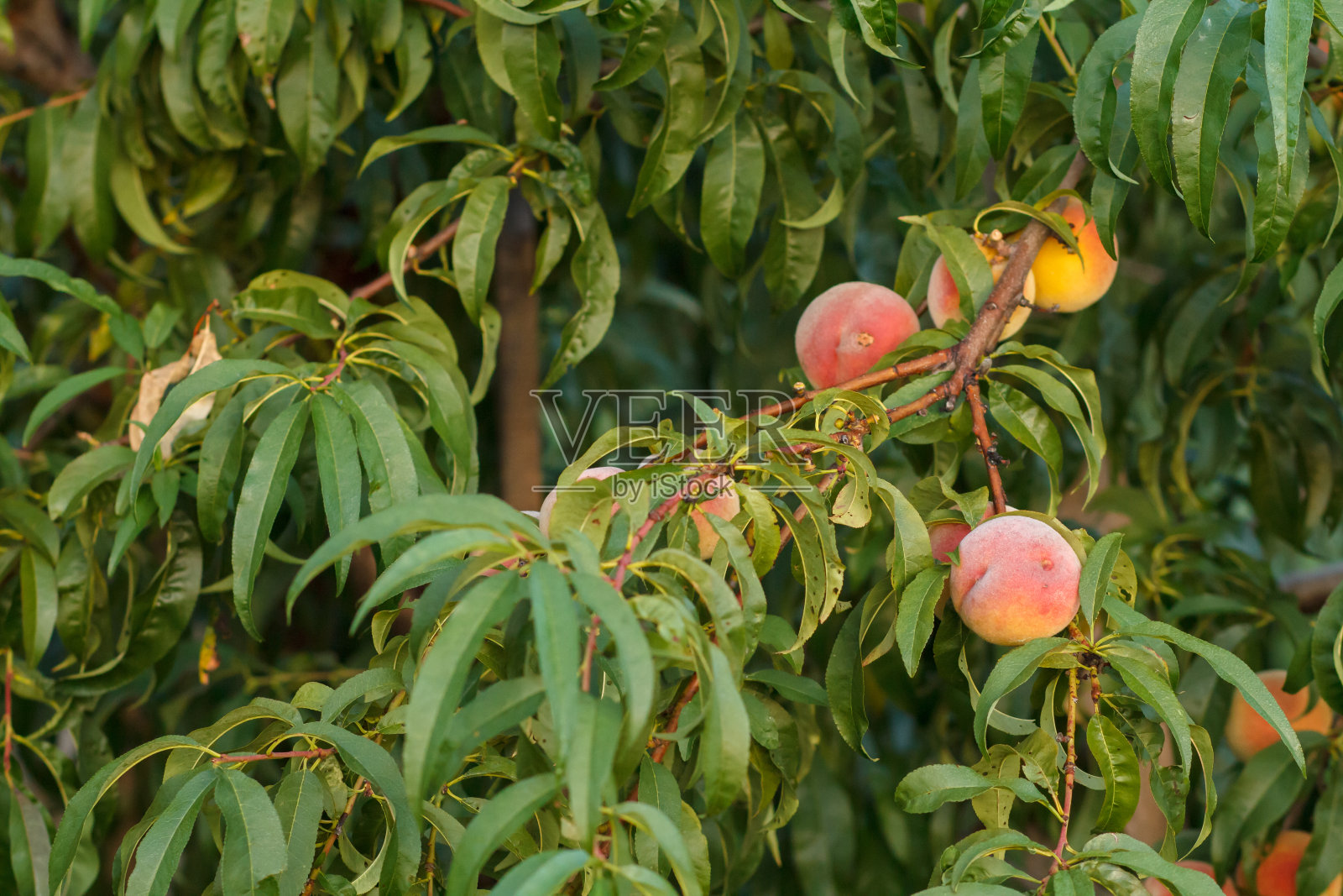 成熟的桃子挂在果园的树上。照片摄影图片