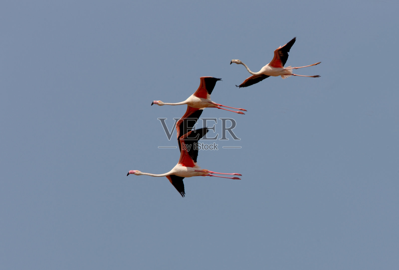 更大的火烈鸟照片摄影图片
