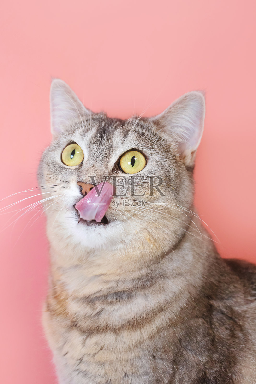 灰色的猫照片摄影图片