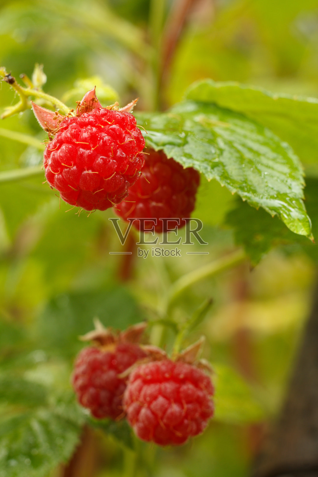 成熟的覆盆子生长在花园里。照片摄影图片