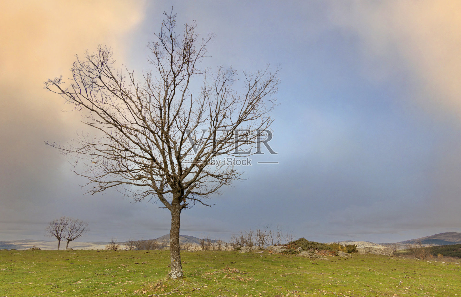 塞戈维亚埃尔埃斯皮纳冬天的橡树照片摄影图片