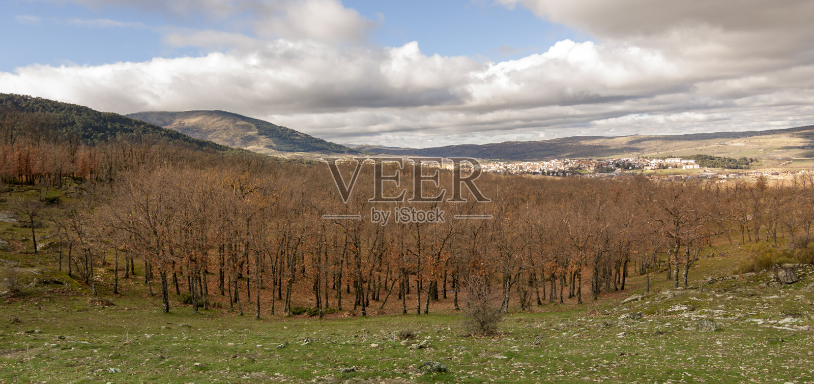 塞戈维亚埃尔埃斯皮纳冬天的橡树照片摄影图片