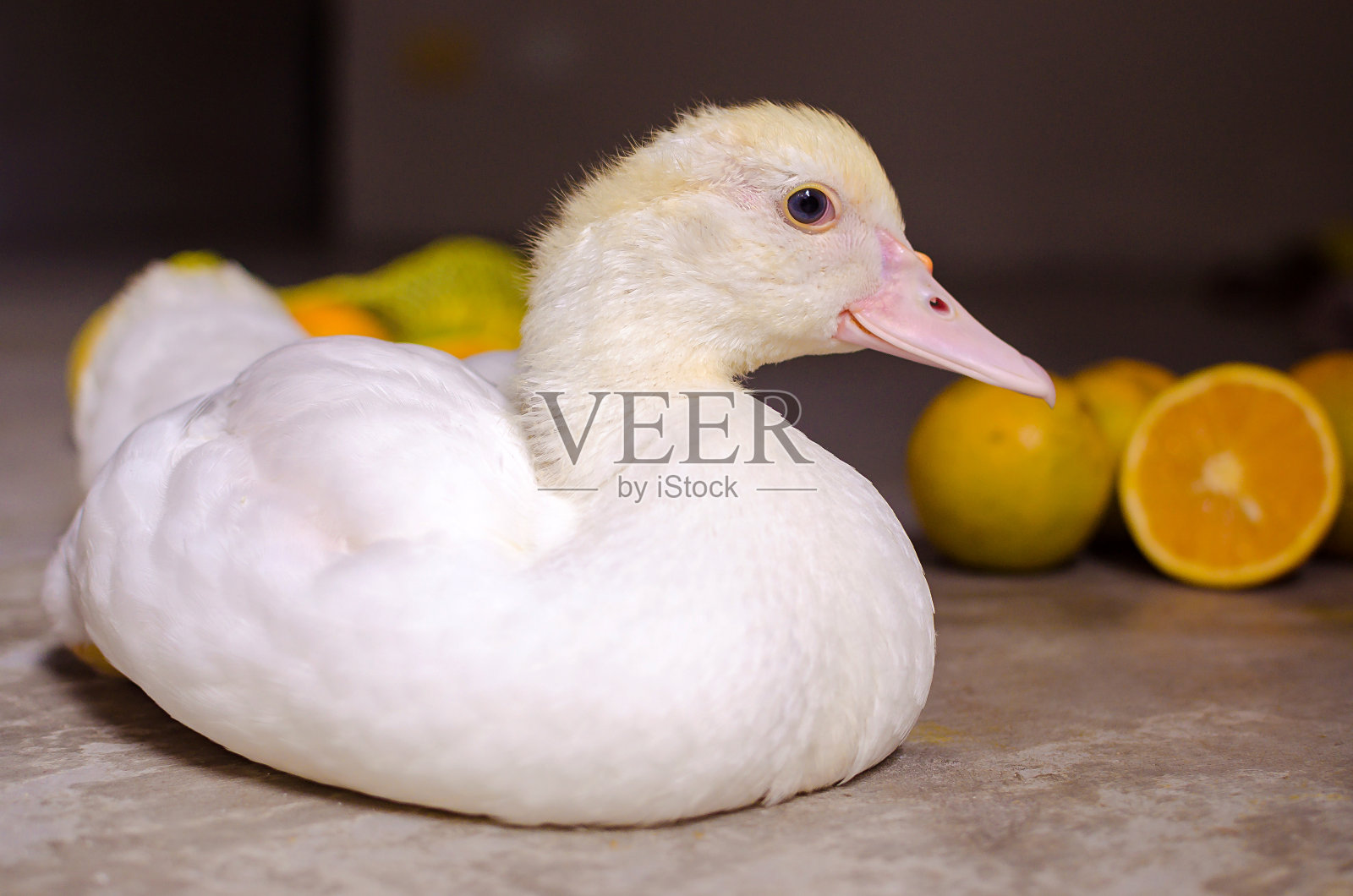 鸭子和橙色照片摄影图片