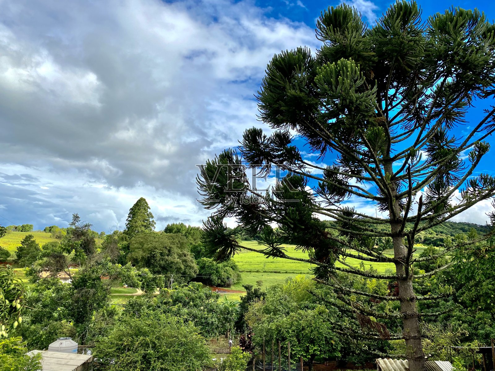 三个Araucaria照片摄影图片