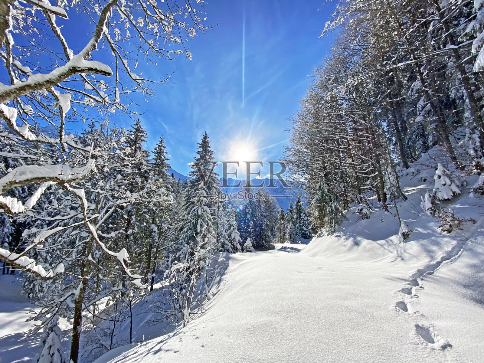 一个神奇的光影游戏在一个纯白色的白雪覆盖在混合高山森林，Schwägalp山口阿彭策尔州阿彭策尔Ausserrhoden，瑞士(坎顿阿彭策尔，瑞士)照片摄影图片