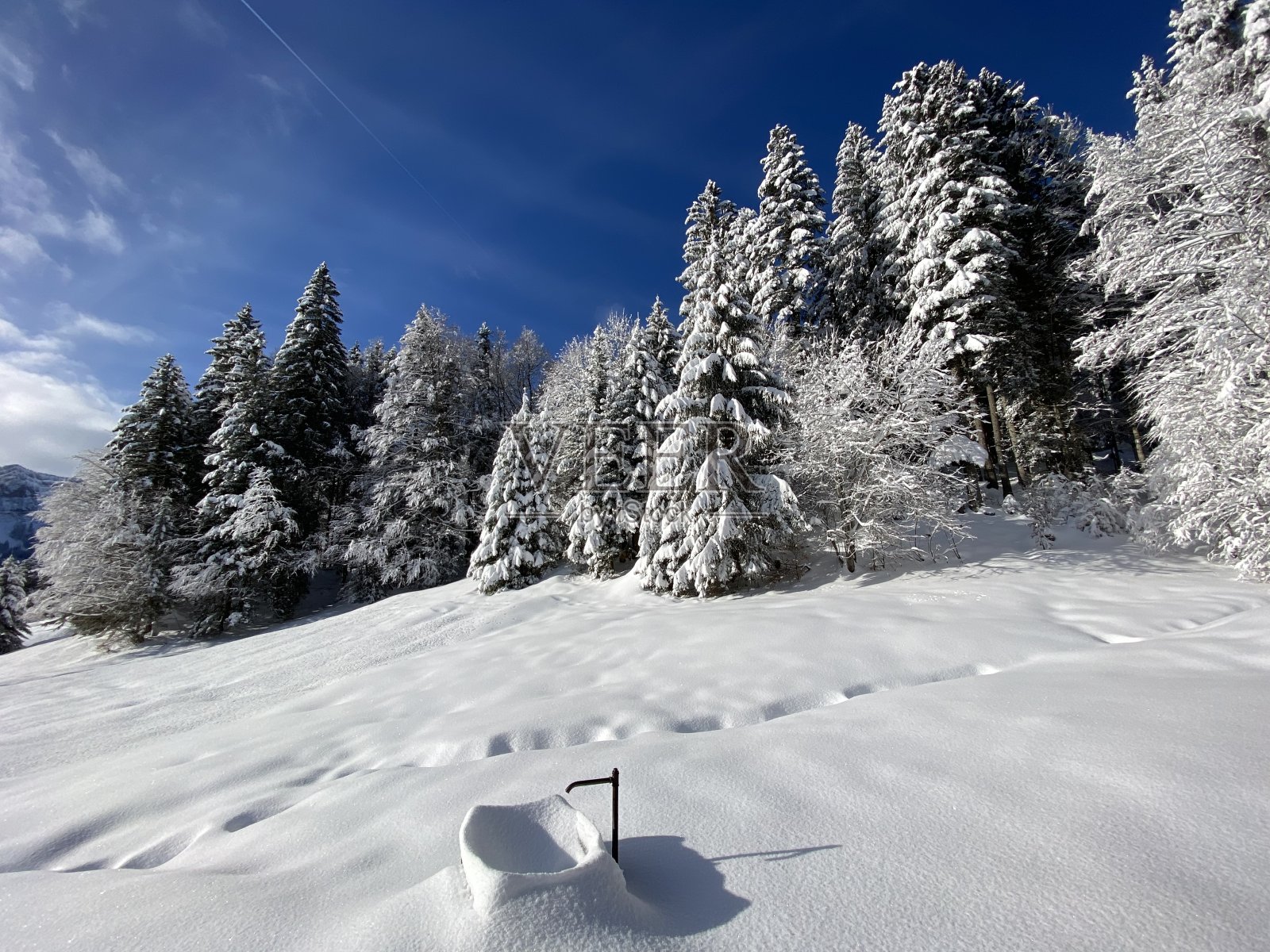 在瑞士阿尔卑斯山，美丽的高山树木与新鲜的冬季积雪覆盖的树冠，Schwägalp阿彭策尔Ausserrhoden，瑞士(坎顿阿彭策尔，瑞士)照片摄影图片