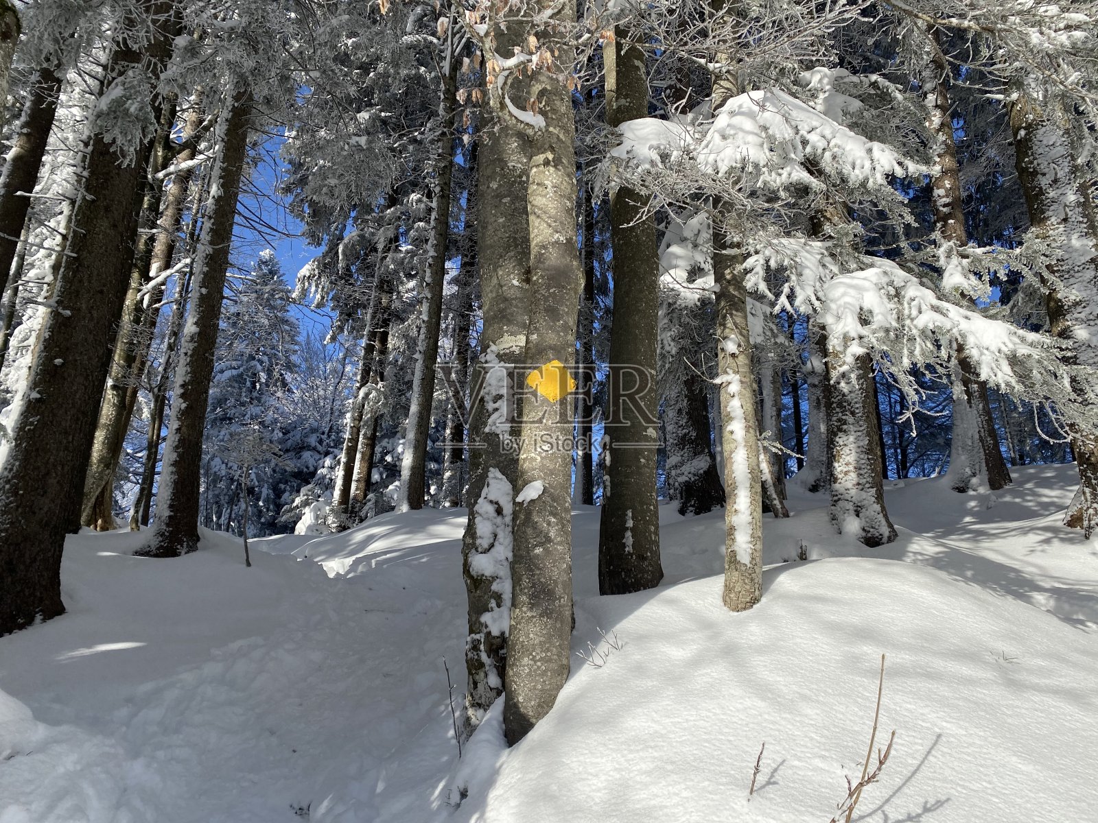 美妙的冬季徒步小径和踪迹在瑞士阿尔卑斯山的新高山积雪覆盖，Schwägalp山口阿彭策尔州，瑞士(坎顿阿彭策尔，瑞士)照片摄影图片
