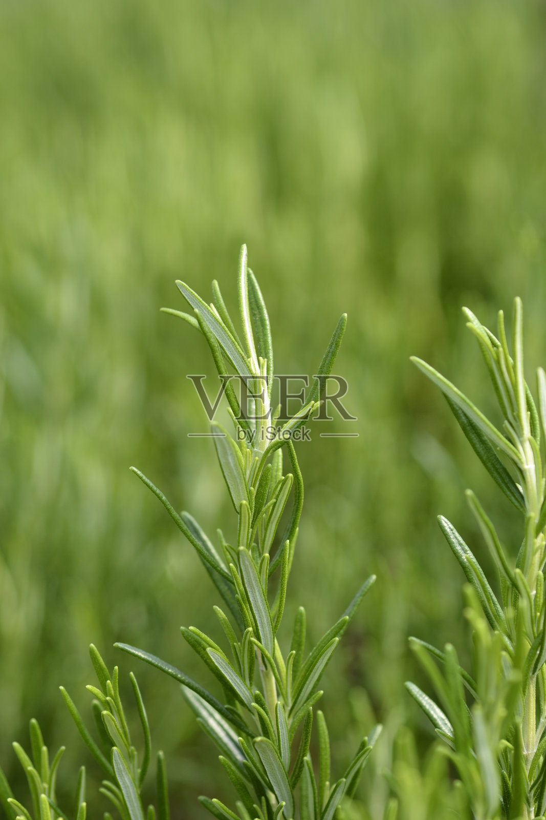 迷迭香的叶子照片摄影图片