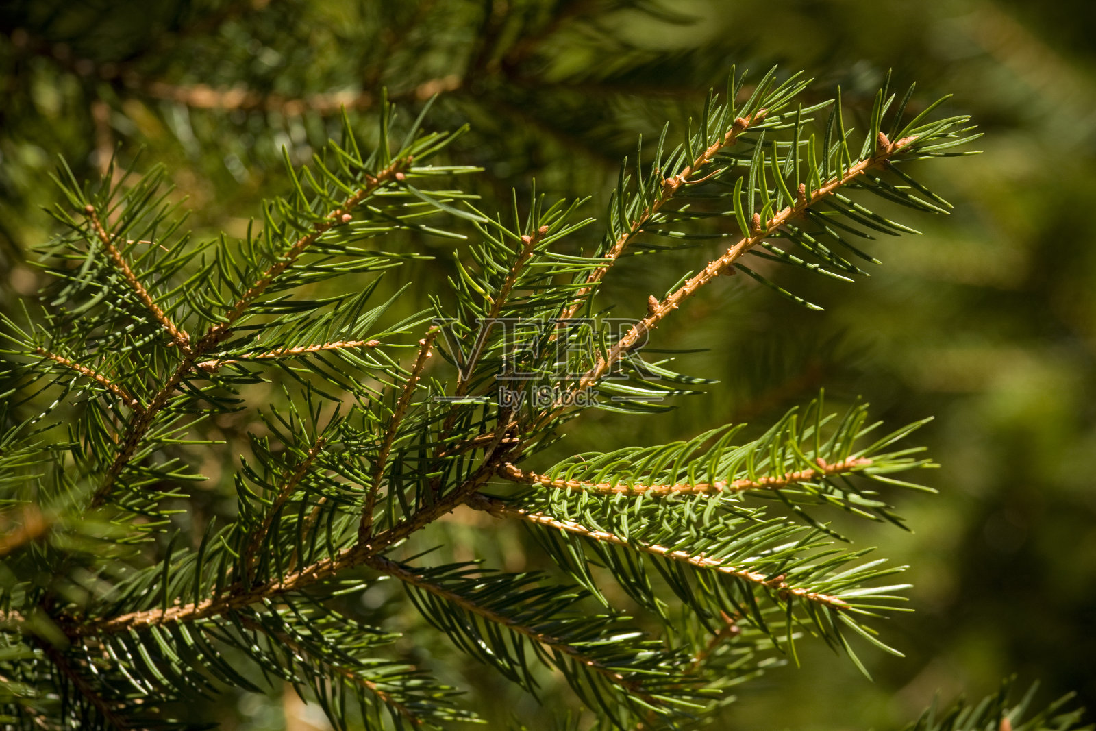 翠绿的松枝上布满了针叶照片摄影图片