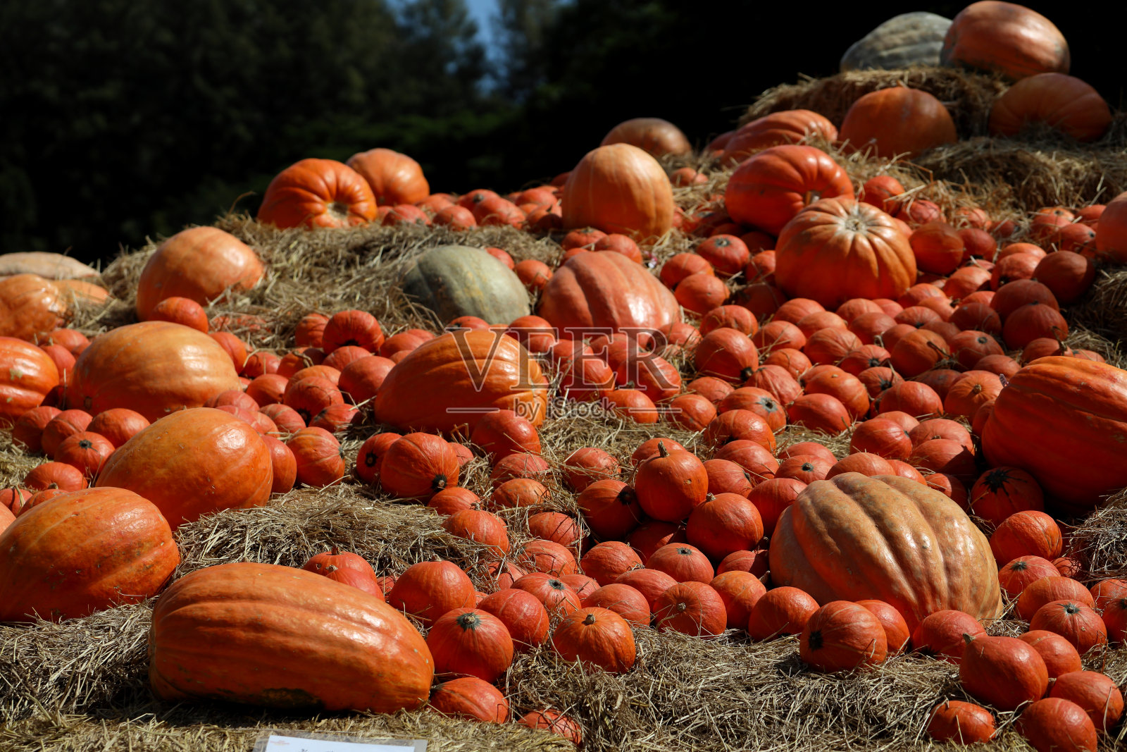 南瓜照片摄影图片