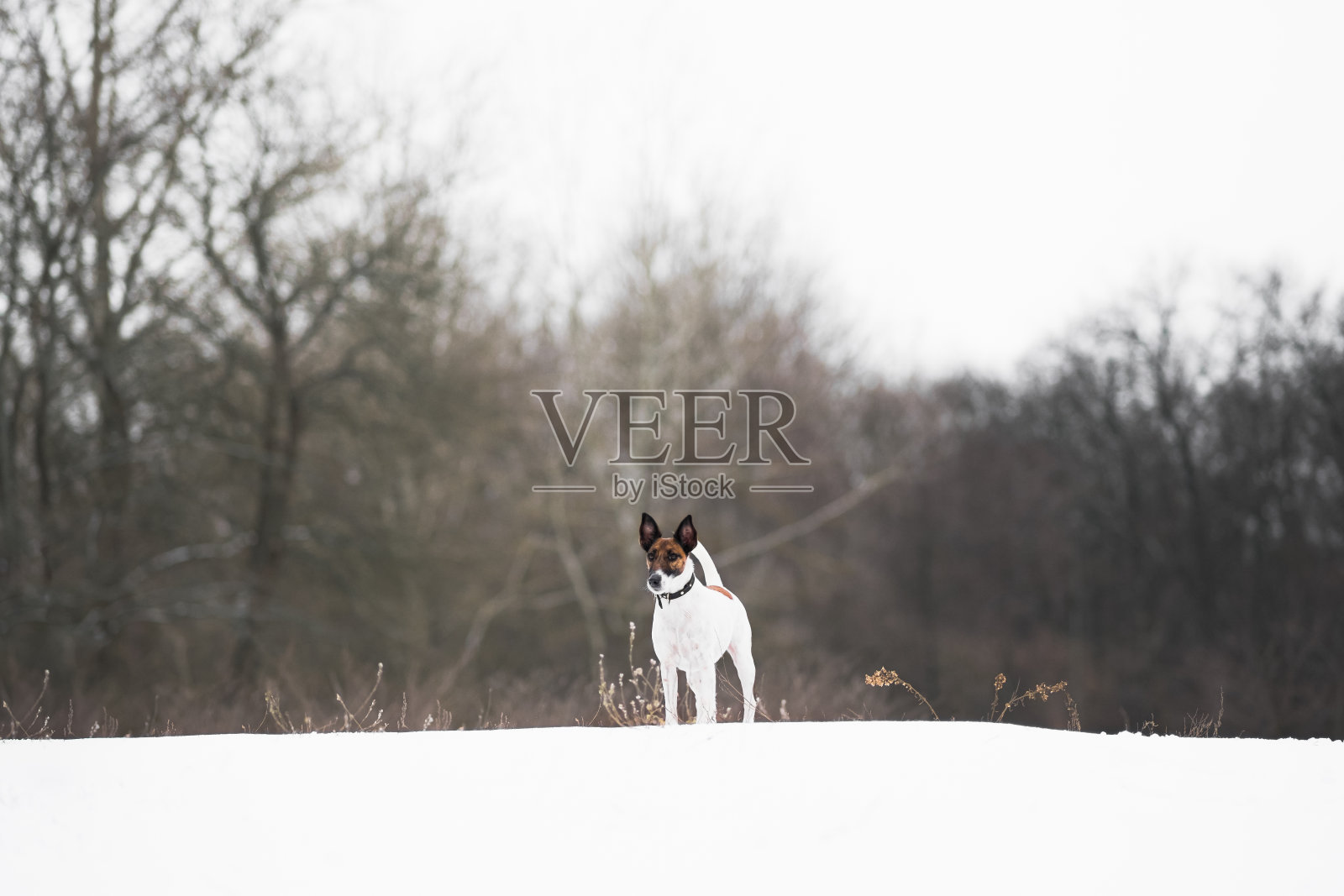 雪地里的狐狸犬。照片摄影图片