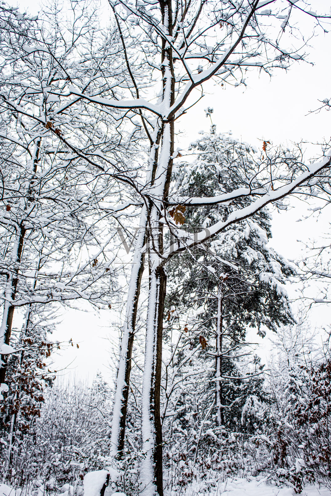 下雪的森林照片摄影图片