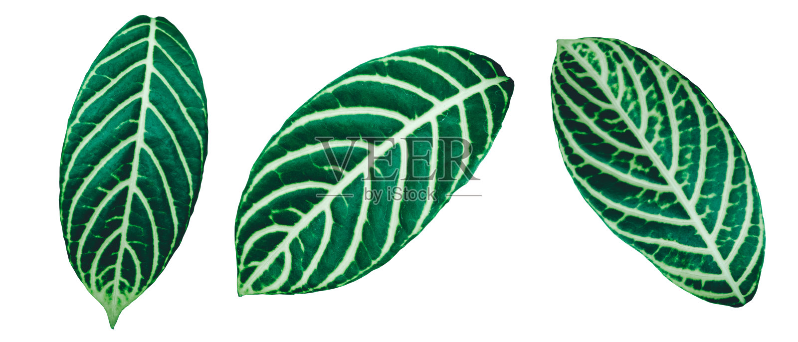 一套绿色的怪物棕榈和热带植物叶子孤立在白色的背景照片摄影图片