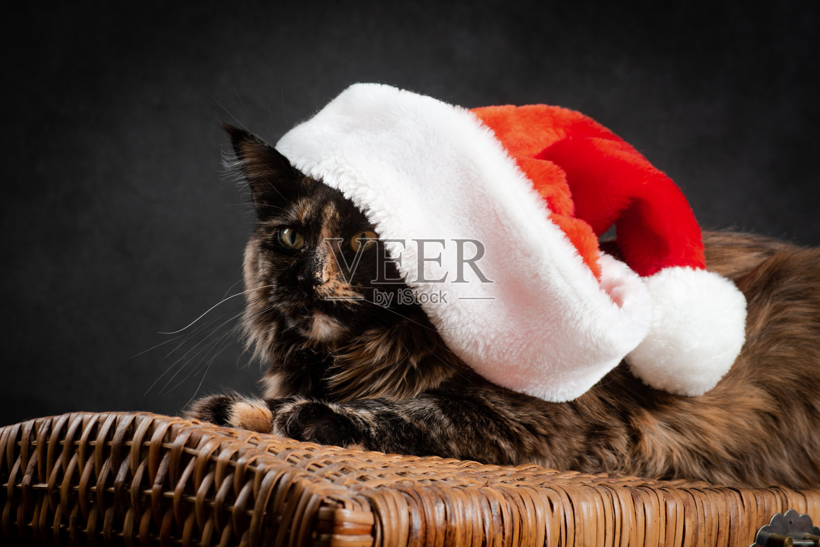 肖像新年缅因猫在红白圣诞老人帽子上柳条箱子照片摄影图片
