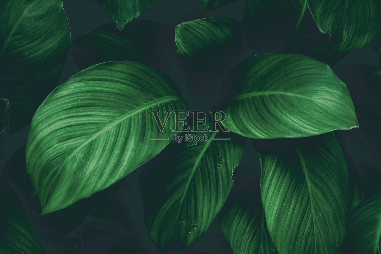 热带树叶，自然背景照片摄影图片