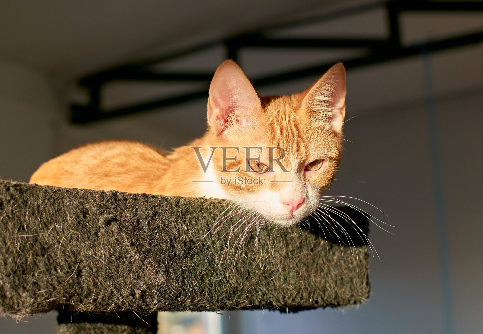 可爱的猫在室内照片摄影图片