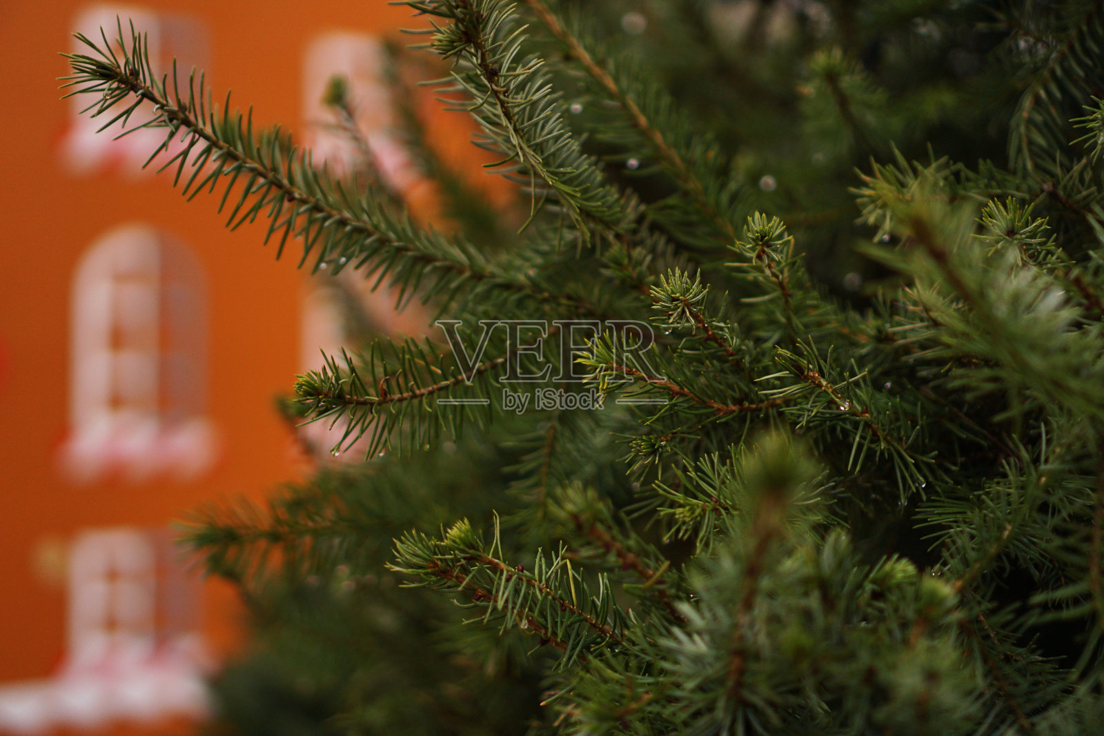 近看云杉的树枝，是一种没有褶边和人的活针叶树的一部分照片摄影图片