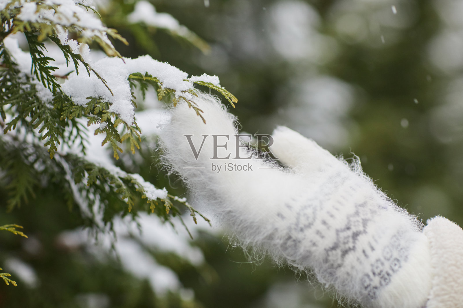 冷杉上的雪照片摄影图片