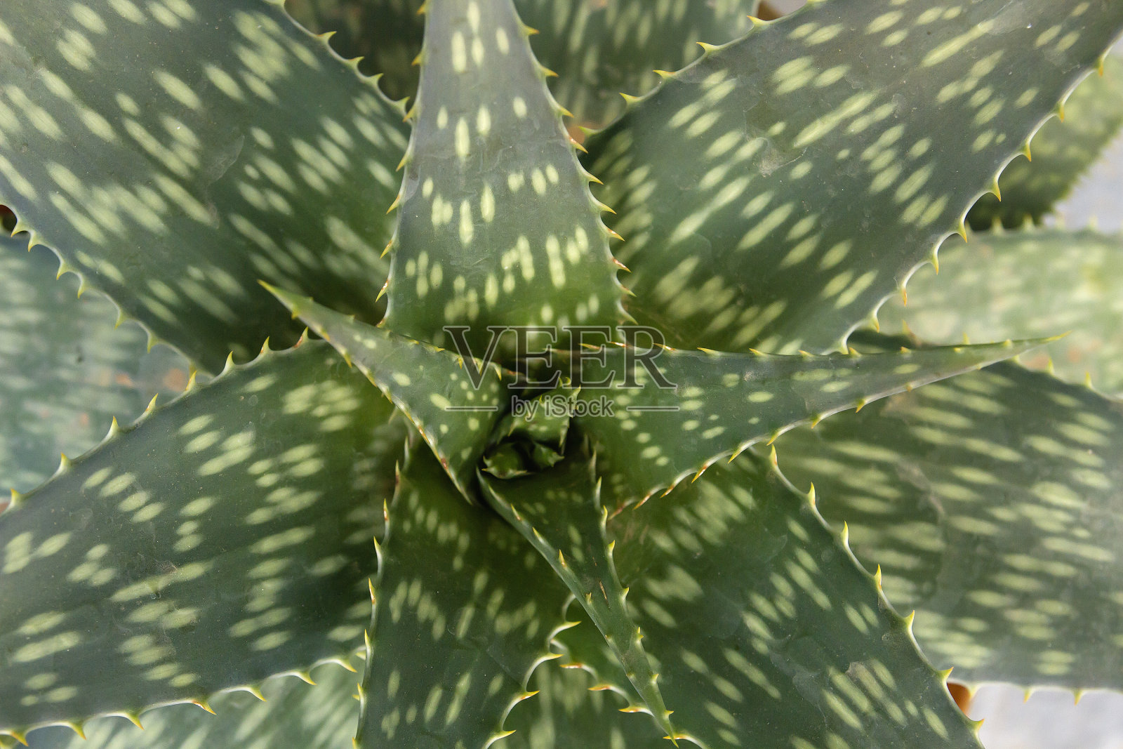 芦荟植物照片摄影图片