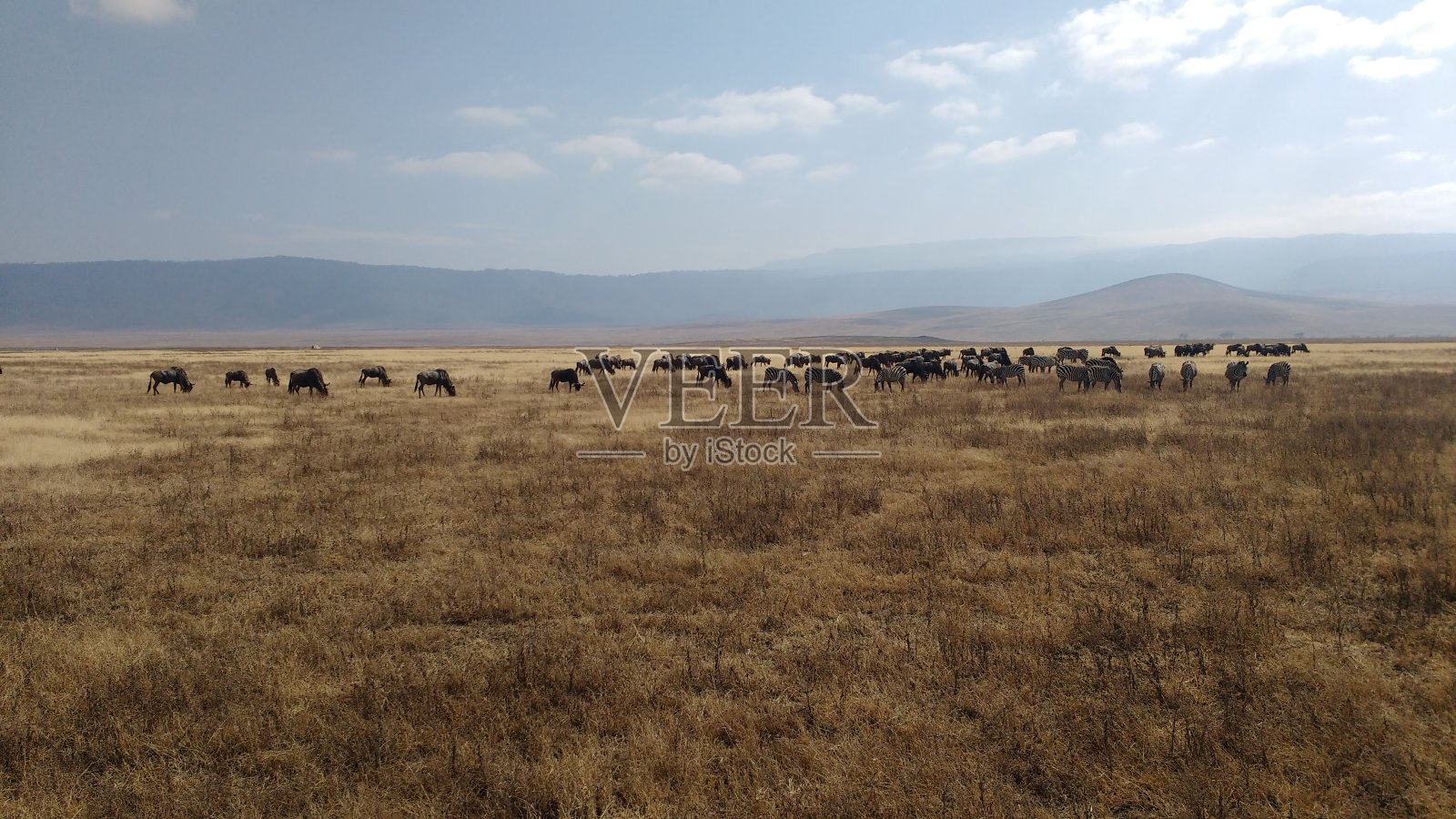 一群野兽和斑马照片摄影图片