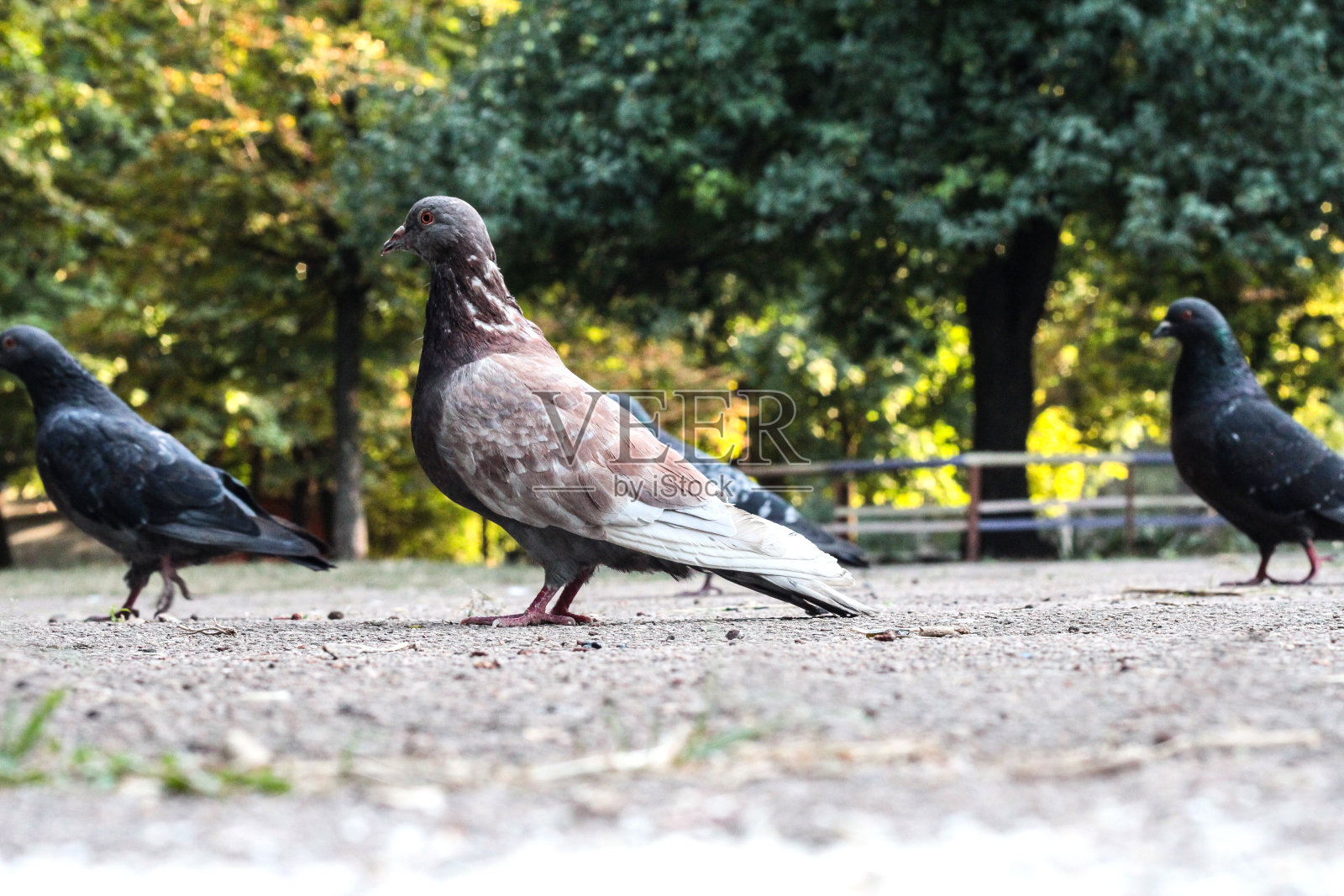 秋天的城市里的鸽子。饥饿的鸟。照片摄影图片