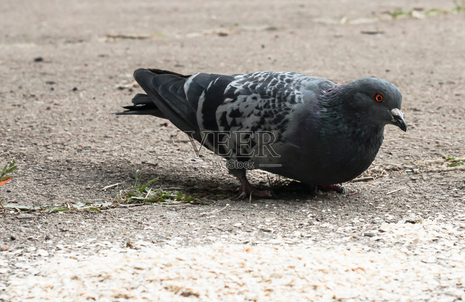 街上的鸽子吃燕麦粥。鸟在秋天。照片摄影图片