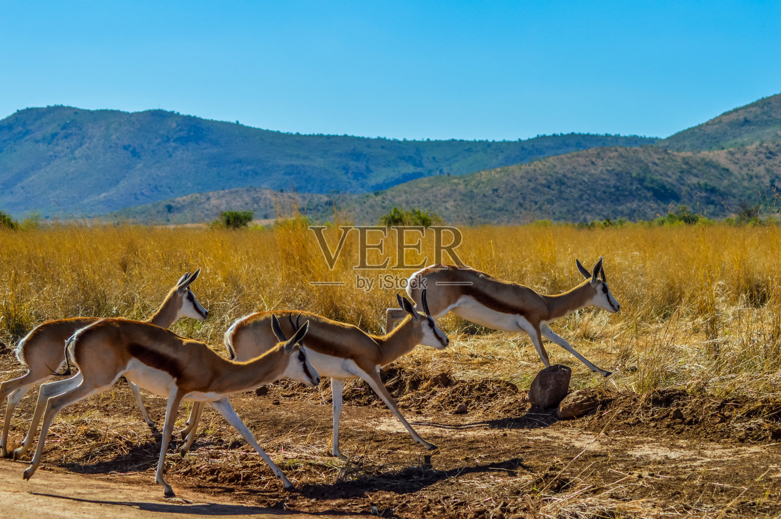 跳羚(Antidorcas marsupialis)是南非的国家动物，在狩猎时被捕捉到照片摄影图片