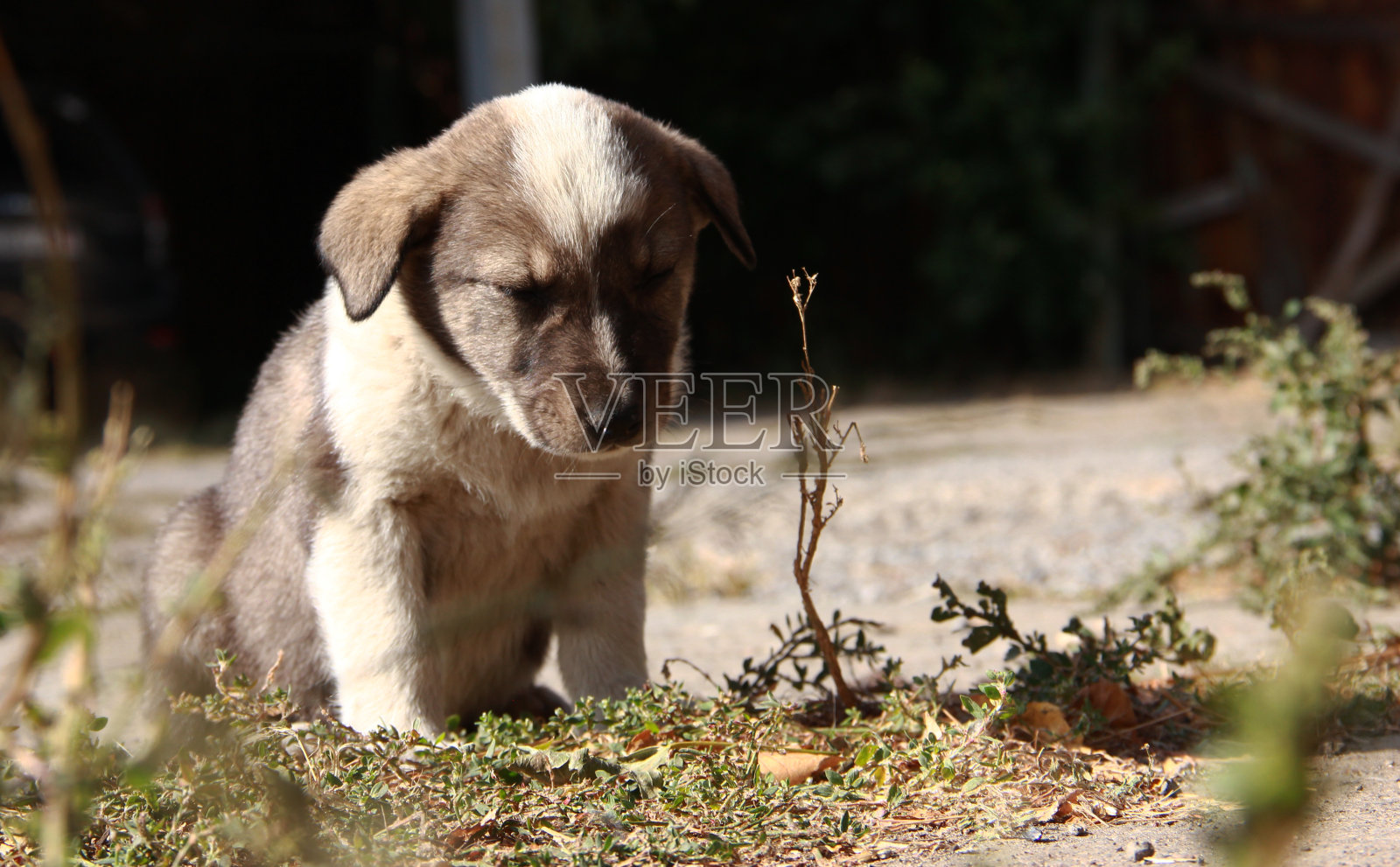 可爱的小流浪狗幼崽照片摄影图片